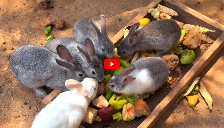 Thumbnail image for rabbit farming training video by Abungu Rabbit Farm in Maharashtra