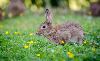 Rabbit raised at Abungu Rabbit Farm in Maharashtra for meat, manure, breeding, and wool production.