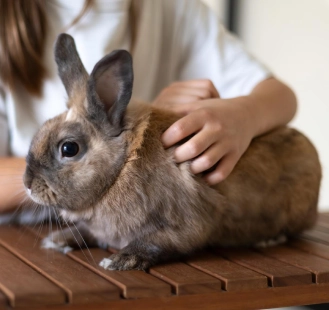 Healthy rabbit being gently held by a person, showcasing high-demand breeding stock at Abungu Rabbit Farm