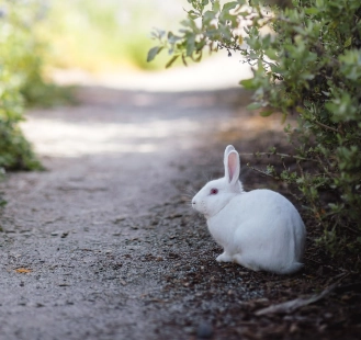 White rabbit outdoors on a nature path, symbolizing the rising demand for rabbits as adorable companions and pets